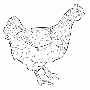 izole edilmiş tavuk, siyah beyaz çizim, beyaz arkaplan