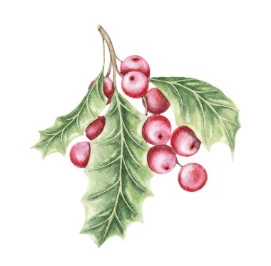 Yeşil yapraklı ve pembe böğürtlenli Holly dalı suluboya ve parlak renkli kalem dokusuyla çizilmiş. Zarif, şenlikli botanik öğesi. Noel kartı ve botanik projesi için mükemmel..