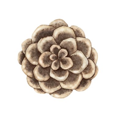 Parlak ve renkli kalem desenli sulu boyayla çizilmiş kahverengi çam kozalağı. Parlayan estetik botanik elementi. Tebrik kartı ve mevsimlik proje için mükemmel..