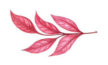 Yaprakları suluboya, parlak ve renkli kalem dokusuyla çizilmiş Burgundy dalı. Parlak detayları olan estetik şenlikli botanik elementler. Tebrik kartı ve mevsimlik proje için mükemmel..