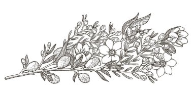 Beyaz söğüt ve yasemin çiçeği vektör çizimi. Yabani çiçek dalıyla çizim stili botanik çiçekleri. Bahar tatili dekoru tebrik kartı tasarımı ve Paskalya geleneği için ideal.