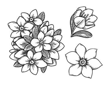 Siyah beyaz çizim tarzında yasemin çiçeği. Taslak dokusu olan gerçekçi el çizimi vektör çizimi. Grafik kart tasarımı için mükemmel. Festival dekorasyonu ve botanik çalışmaları için ideal..
