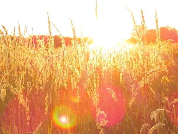 Herbe de blé et fleurs au coucher du soleil — Photo