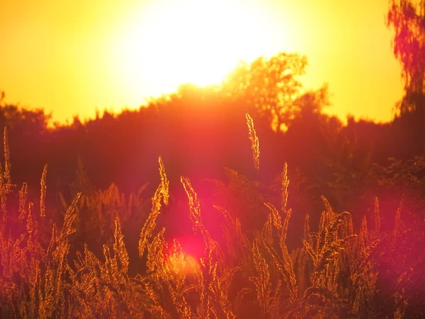 Grama de trigo e flores ao pôr do sol — Fotografia de Stock