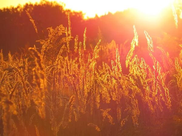 Grama de trigo e flores ao pôr do sol — Fotografia de Stock
