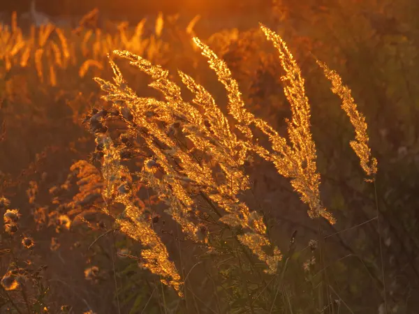 Grama de trigo e flores ao pôr do sol — Fotografia de Stock