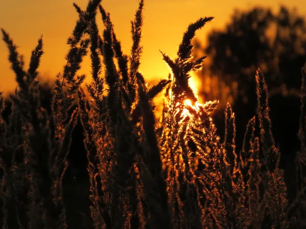 सूर्योदय पर गेहूं घास और फूल — स्टॉक फ़ोटो, इमेज