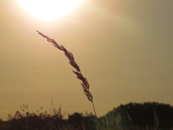 Grama de trigo ao pôr do sol — Fotografia de Stock