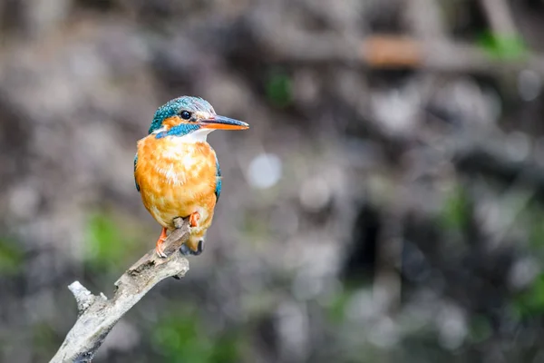 Samica Kingfisher Alcedo Atthis Siedzi Gałązce Nad Strumieniem Leśnym Szuka — Zdjęcie stockowe