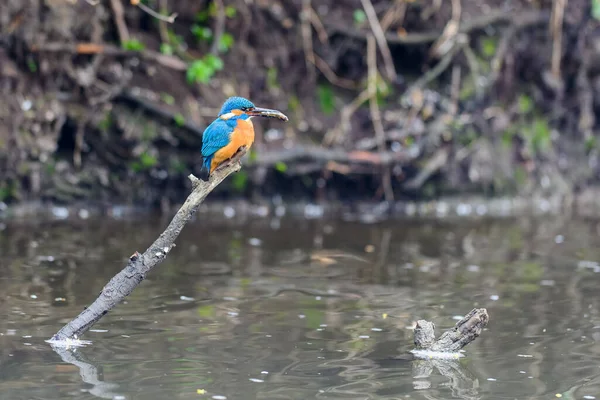 Kingfisher Macho Alcedo Atthis Senta Galho Com Pequeno Peixe Seu — Fotografia de Stock