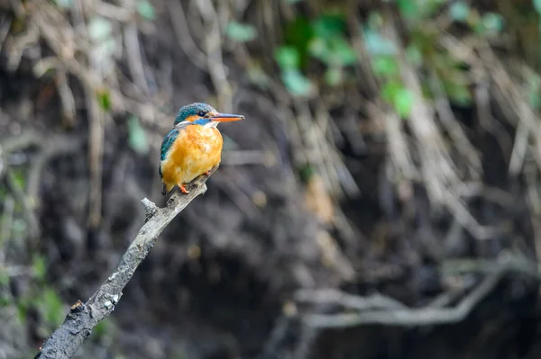 Самка Кингфишер Alcedo Atthis Сидит Веточке Над Лесным Ручьем Ищет — стоковое фото