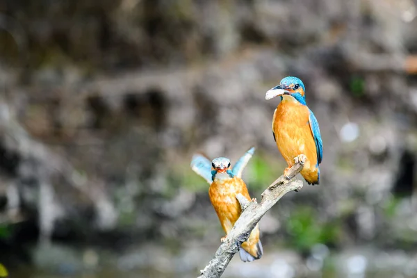 Courtship of the kingfisher (Alcedo atthis). Both males and females sit on a twig. The male has a fish for the female as a gift.