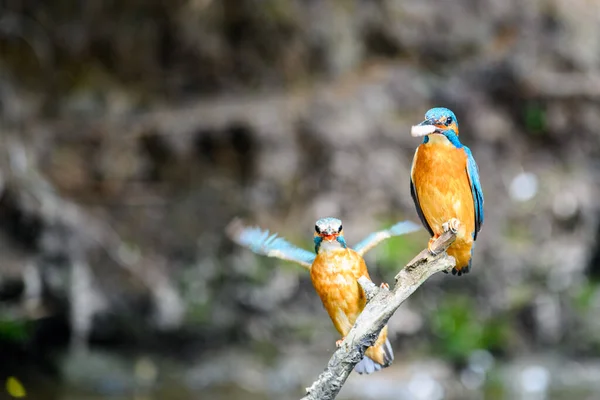 Courtship of the kingfisher (Alcedo atthis). Both males and females sit on a twig. The male has a fish for the female as a gift.