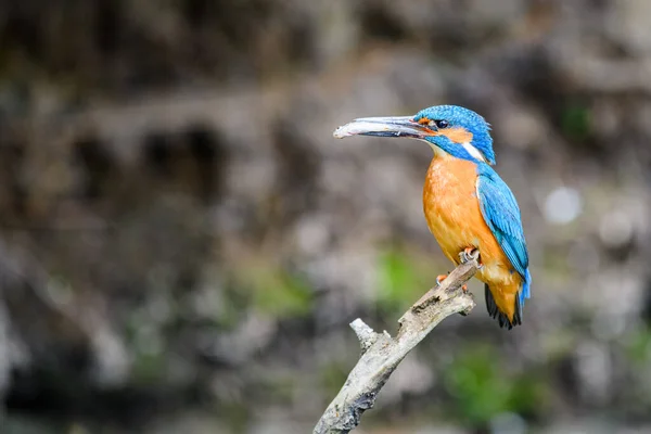 Kingfisher Macho Alcedo Atthis Senta Galho Com Pequeno Peixe Seu — Fotografia de Stock