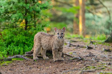 Puma (Puma concolor) güneş doğarken ormanda. Genç, tehlikeli etobur canavar..