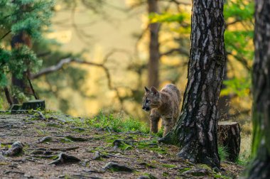 Puma (Puma concolor) güneş doğarken ormanda. Genç, tehlikeli etobur canavar..
