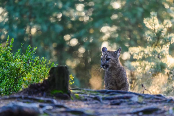 Couguar Puma Concolor Dans Forêt Lever Soleil Jeune Bête Carnivore — Photo