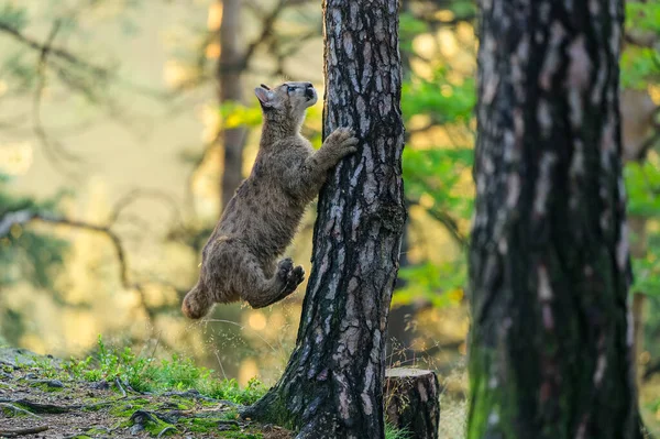 Κούγκαρ Puma Concolor Στο Δάσος Την Αυγή Νεαρό Επικίνδυνο Σαρκοβόρο — Φωτογραφία Αρχείου