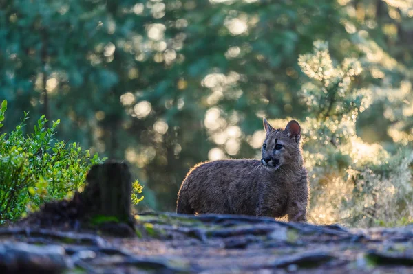 Puma Puma Concolor Güneş Doğarken Ormanda Genç Tehlikeli Etobur Canavar — Stok fotoğraf