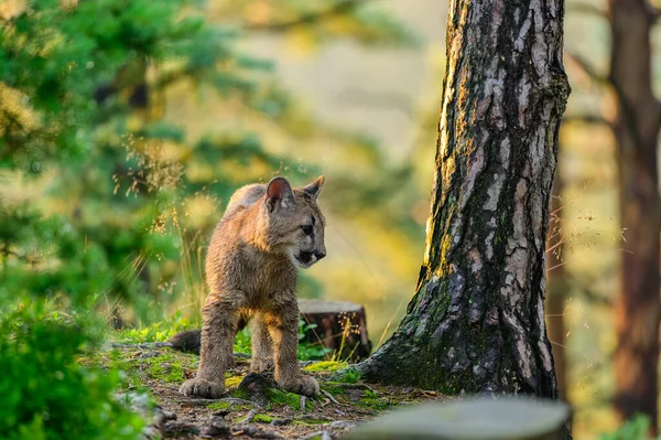 Kuguar Puma Concolor Lesie Wschodzie Słońca Młoda Niebezpieczna Bestia Mięsożerna — Zdjęcie stockowe