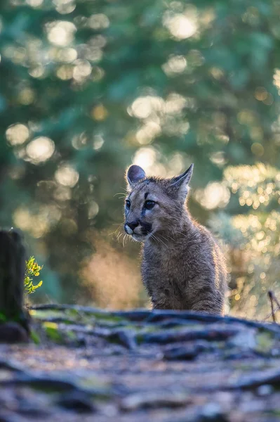 Puman Puma Concolor Skogen Vid Soluppgången Unga Farliga Köttätande Djur — Stockfoto