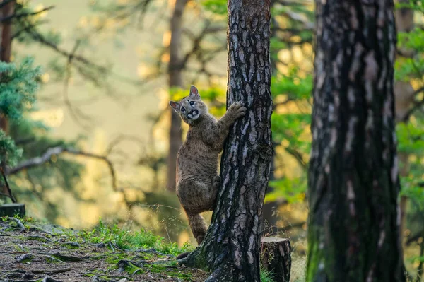 Κούγκαρ Puma Concolor Στο Δάσος Την Αυγή Νεαρό Επικίνδυνο Σαρκοβόρο — Φωτογραφία Αρχείου