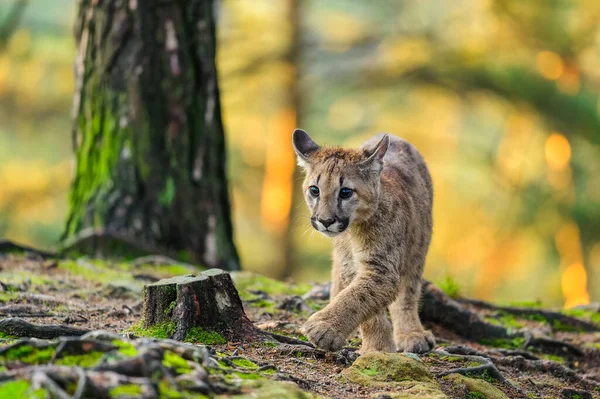 Puma (Puma concolor) güneş doğarken ormanda. Genç, tehlikeli etobur canavar..