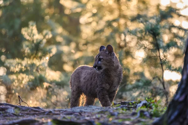 Puma Puma Concolor Erdőben Napkeltekor Fiatal Veszélyes Húsevő Vadállat — Stock Fotó