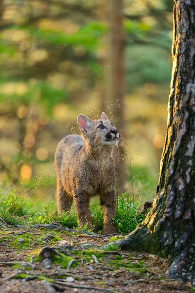 Couguar Puma Concolor Dans Forêt Lever Soleil Jeune Bête Carnivore — Photo