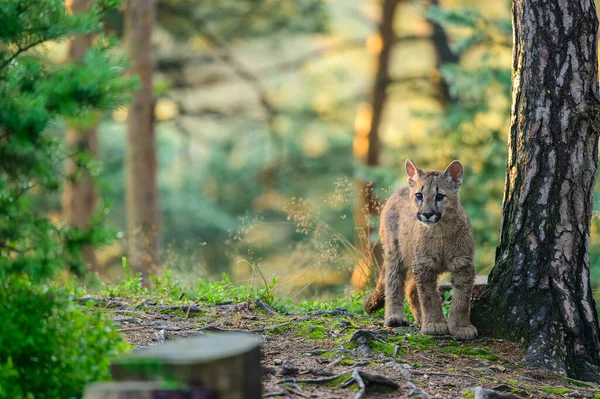 Puma Puma Concolor Erdőben Napkeltekor Fiatal Veszélyes Húsevő Vadállat — Stock Fotó