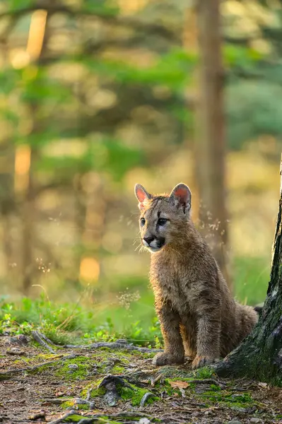 Puman Puma Concolor Skogen Vid Soluppgången Unga Farliga Köttätande Djur — Stockfoto