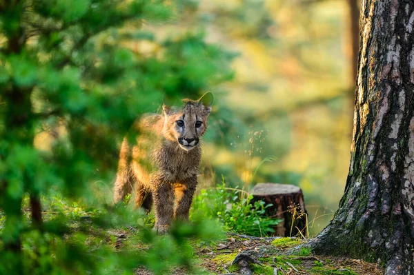 Puma Puma Concolor Floresta Nascer Sol Jovem Animal Carnívoro Perigoso — Fotografia de Stock