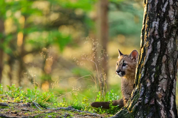 Cougar Puma Concolor Nella Foresta All Alba Giovane Pericolosa Bestia — Foto Stock