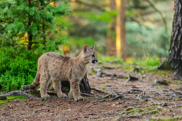Puma Puma Concolor Floresta Nascer Sol Jovem Animal Carnívoro Perigoso — Fotografia de Stock