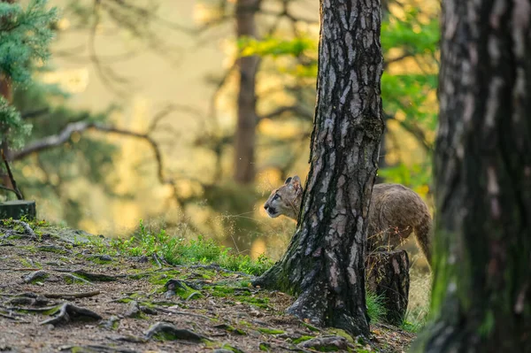 Puman Puma Concolor Skogen Vid Soluppgången Unga Farliga Köttätande Djur — Stockfoto