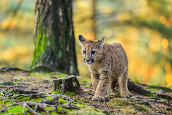 Puma (Puma concolor) güneş doğarken ormanda. Genç, tehlikeli etobur canavar..