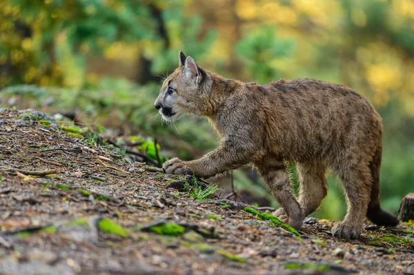 Puma Puma Concolor Erdőben Napkeltekor Fiatal Veszélyes Húsevő Vadállat — Stock Fotó