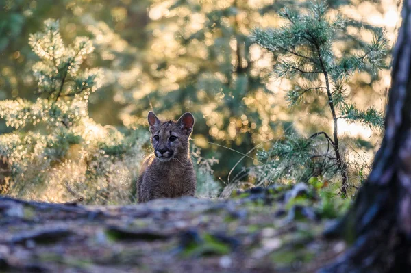 Poema Puma Concolor Het Bos Bij Zonsopgang Jong Gevaarlijk Vleesetend — Stockfoto