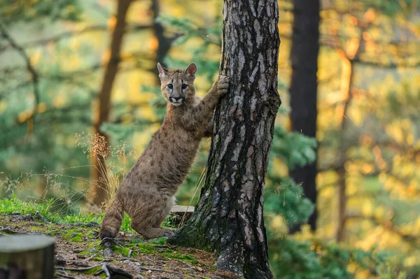 Poema Puma Concolor Het Bos Bij Zonsopgang Jong Gevaarlijk Vleesetend — Stockfoto