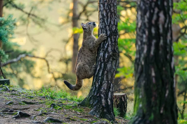 Puman Puma Concolor Skogen Vid Soluppgången Unga Farliga Köttätande Djur — Stockfoto