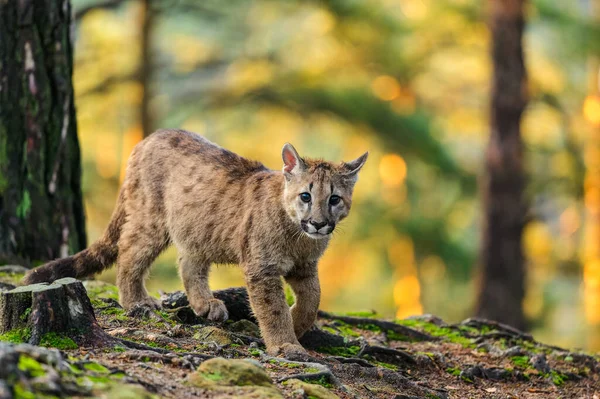 stock image The cougar (Puma concolor) in the forest at sunrise. Young dangerous carnivorous beast.