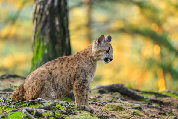 Puma Puma Concolor Erdőben Napkeltekor Fiatal Veszélyes Húsevő Vadállat — Stock Fotó