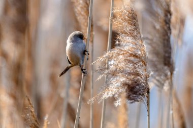 Gölün kenarındaki bir sazlıkta oturan sakallı sazlık (Panurus biarmicus) adında nadir bulunan küçük bir kuş. Doğal ortamdaki kuşun yakın görüntüsü.