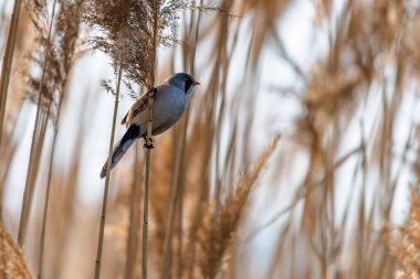 Gölün kenarındaki bir sazlıkta oturan sakallı sazlık (Panurus biarmicus) adında nadir bulunan küçük bir kuş. Doğal ortamdaki kuşun yakın görüntüsü.