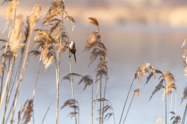 Gölün kenarındaki bir sazlıkta oturan sakallı sazlık (Panurus biarmicus) adında nadir bulunan küçük bir kuş. Doğal ortamdaki kuşun yakın görüntüsü.