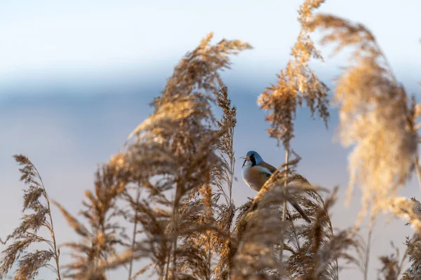 Kleine Zeldzame Vogel Genaamd Bebaarde Reedling Panurus Biarmicus Zittend Een — Stockfoto