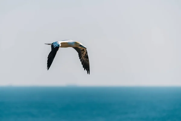 Nördliche Gannet Morus Bassanus Fliegt Hoch Himmel Über Dem Meer — Stockfoto