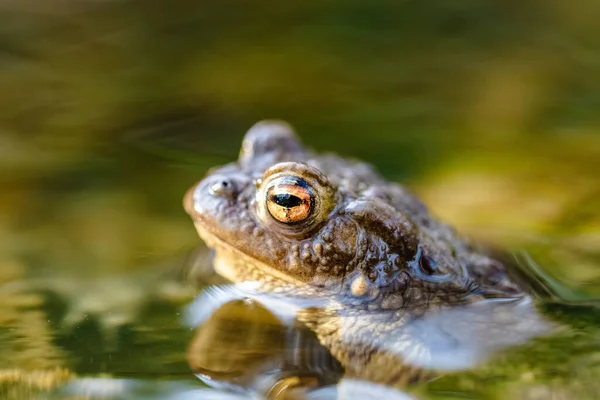 Rospo Comune Bufo Bufo Ruscello Solo Testa Gli Occhi Sono — Foto Stock