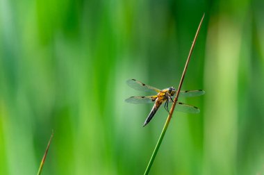 Dört noktalı kovalayıcı (Libellula kuadrimaculata) yusufçuk otların üzerinde, detaylarla güzel yakın plan.