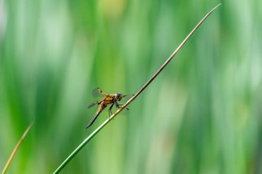 Dört noktalı kovalayıcı (Libellula kuadrimaculata) yusufçuk otların üzerinde, detaylarla güzel yakın plan.